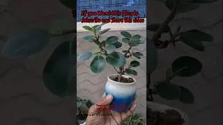 Plant Giveaway Challenge | #shorts #plants #giveaway