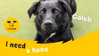 Caleb the lovely Labrador cross | Dogs Trust Basildon