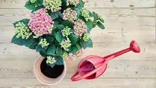 Guide: S&aring;dan planter du nemt hortensia i havekrukker