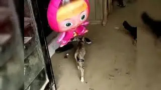 Likee video funny animals movement amzing funny video