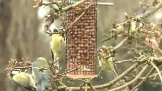 The Gardening Times live. The RSPB Big garden bird watch