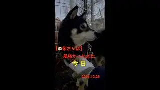 【柴犬のお話】風強かったよね,今日🐶【柴さんぽ】（25.12.26）