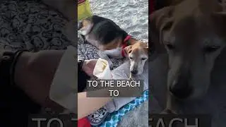 A family spends the LAST days of their dog on the beach