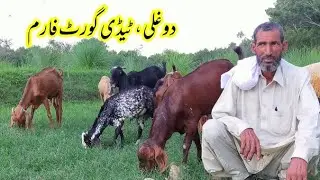 dogli goat farm | taddy Goat Farming in Pakistan | farming business ideas