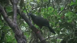 P&eacute;n&eacute;lope de Goudot (Chamaepetes goudotii fagani) Sickle-winged Guan