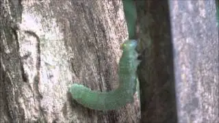 A Strange Encounter on Avila Mountain
