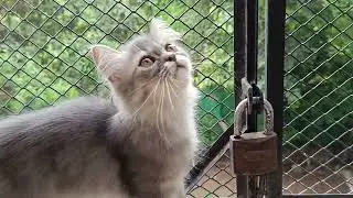 #cat #kitten #cuteanimal #milovlogs #cute #prettycat #kittencuddles #kittens