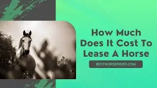 How Much Does It Cost To Lease A Horse