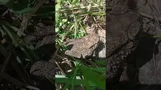 Beautiful little toad #animals #beautiful  #babytoad #fypシ゚viral #toadcute