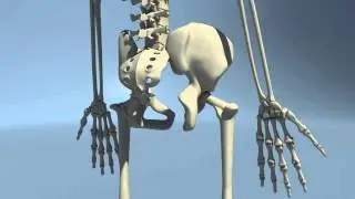 3D Skeleton Model