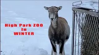 Toronto's High Park Zoo : Meet the Furry Friendly Animals in Winter