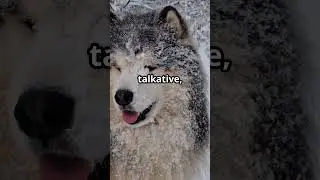 Siberian Husky vs alaskan malamute: which  is better for you? #siberianhusky #malamute