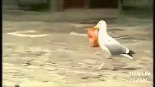 Animal Thug life