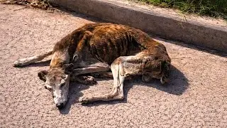 Old Dog Left Alone Had Learned Not To Move Anymore