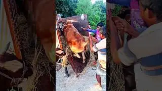 guru tiktok gorur funnyvideo ox amba hamba vastu #viral #animals #yt #shorts #short #shortvideo #fyp