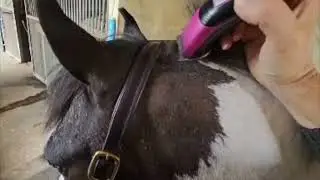 Masterclip Hunter Horse Clipper & Showmate Trimmer Combo Full horse clipping and trimming @SmartClip