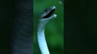 Черная мамба