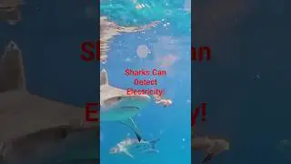 Sharks Can Detect Electricity #SharkFacts #WhatTheFact #OceanScience #WeirdFacts #facts #shorts