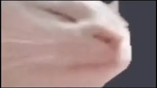 bobbing cat head 1 hour