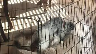 Biscuit & Bria (Schnaussie & Sheltie)