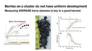 When to Harvest Wine Grapes: A Quick Refresher