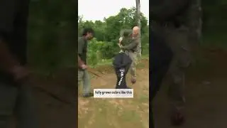 🐍 How to catch a cobra &mdash; nature&rsquo;s hooded warrior! #shorts #watchandwonder