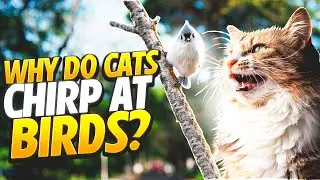 Why Do Cats Chirp At Birds?