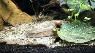 Anodonta cygnea