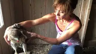 Dramatic Hawk Rescue Episode 003