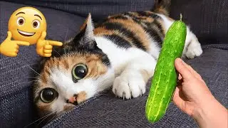 You Laugh You Lose 😹 Funniest Cats and Dogs 2026 🐈💝 Part 21
