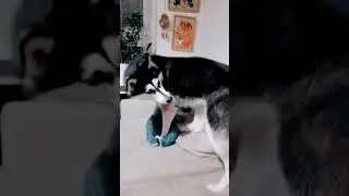 #папиныдочки #хочуврек