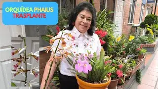 ORQUÍDEA PHAIUS TRASPLANTE