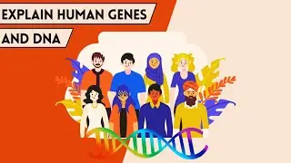 Explain human genes and DNA | @Starshine_Explorers