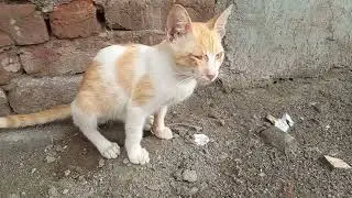 Rescue##Baby kitties#and #cats#and#chicken#so#happy