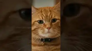 The Cat Who Filed a Complaint #trendingnow #viralvideo #boostyourvideo