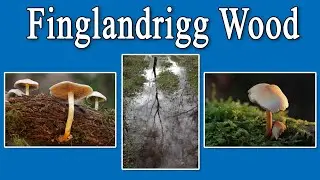 Finglandrigg Wood