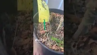 Growingoo  Black Pine (oreoz X pinesol) #green #ludacris #music