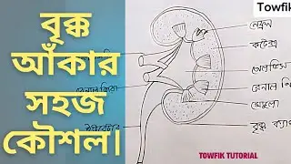 Easy technique for drawing kidneys. How to draw kidneys easily? bikko. #kidney #ssc