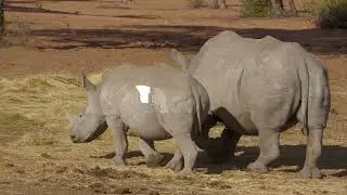Rhino Sanctuary Namibia - A wildly safe sanctuary