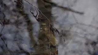 Tree Reflection in Rocky Creek | FREE NATURE STOCK FOOTAGE