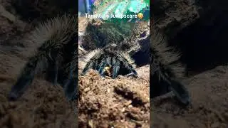 Made my heart jump! #curlyhairtarantula #shorts #tarantulakeeper