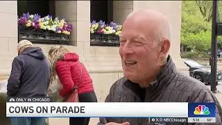&lsquo;Cows on Parade': Looking back on an iconic Chicago display