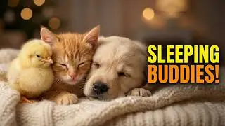 Kitten, Puppy, and Chick Sleeping Together – The Cutest Friendship 🐾💤