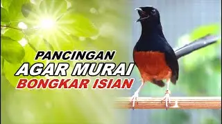 Pancingan Murai Batu Bongkar Isian Tembakan Kasar cocok buat Murai trotol dan Pastol