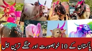 Cattle show in Pakistan || Top 10 Bull in Pakistan || Bull race competition || Bull mela | Best bull