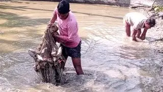 40 kg fish caught in this net ll Amazing fishing video ll Hook fishing ll Fishing by hand ll Best...