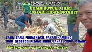 Cara fermentasi pakan kambing dari gedebog pisang full bukti, T3HCS