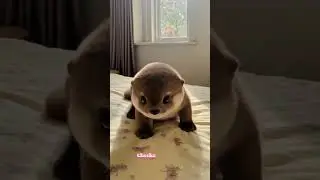 The Cutest Little Creature You&rsquo;ll Ever See #DodoTheOtter #CuteOtter #babyotter