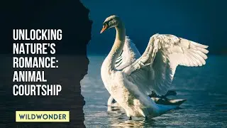 The Dance of Life: Exploring Courtship Rituals in the Animal Kingdom