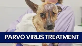 PAWS Chicago leads the way in parvo virus treatment innovation for dogs